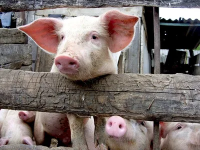 В Китае создали ГМ-свиней, устойчивых к классической чуме