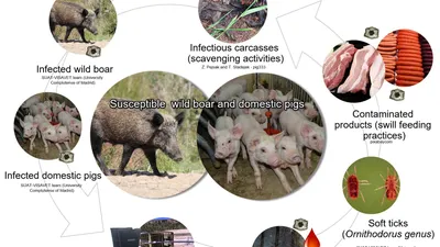 BB.lv: FAZ: африканская чума угрожает всему европейскому свиноводству