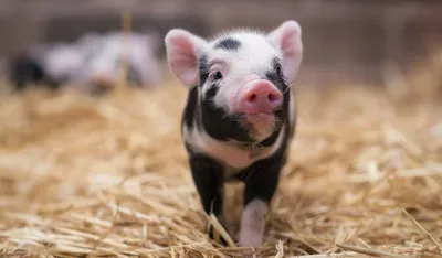 Свиная чума для людей не опасна, но свинину есть пока не рекомендуют