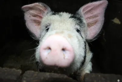 На ферме в Дагде - повторная вспышка классической свиной чумы