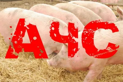 На ферме в Дагде зарегистрирована повторная вспышка свиной чумы