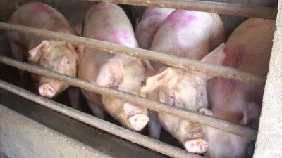 Африканская чума свиней (АЧС) - ГБУ КО «Боровская районная станция по  борьбе с болезнями животных»