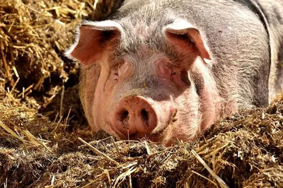 Классическая чума свиней. Администрация Ключевского района Алтайского края