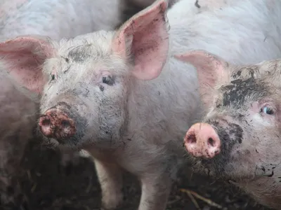 Как уберечь пятачки: названы болезни, опасные для свиноводства - KP.RU