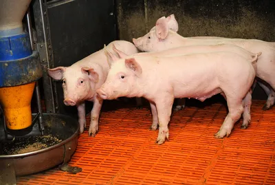 В Йонавском районе – еще одна вспышка свиной чумы - Delfi RU