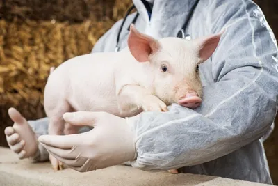 Самые опасные болезни свиней: стоит ли их бояться человеку? | Эксперт по  сельской жизни | Дзен