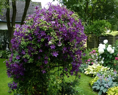 Клематис витицелла (Clematis viticella L.) – Вьющиеся растения Буква «К» -  цветочный портал Ваш Сад!