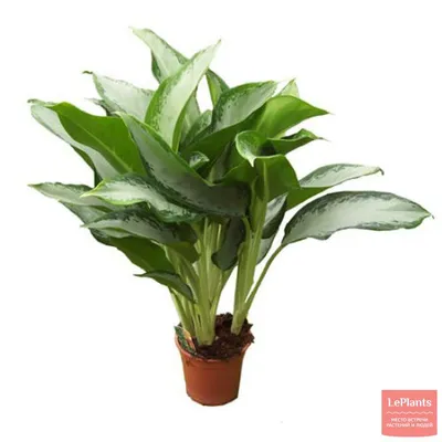 Аглаонема 'Клеопатра' (Aglaonema 'Cleopatra') — описание, выращивание, фото  | на LePlants.ru