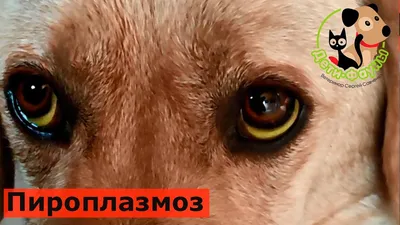 Клещ под кожей у собаки (48 фото) - картинки sobakovod.club