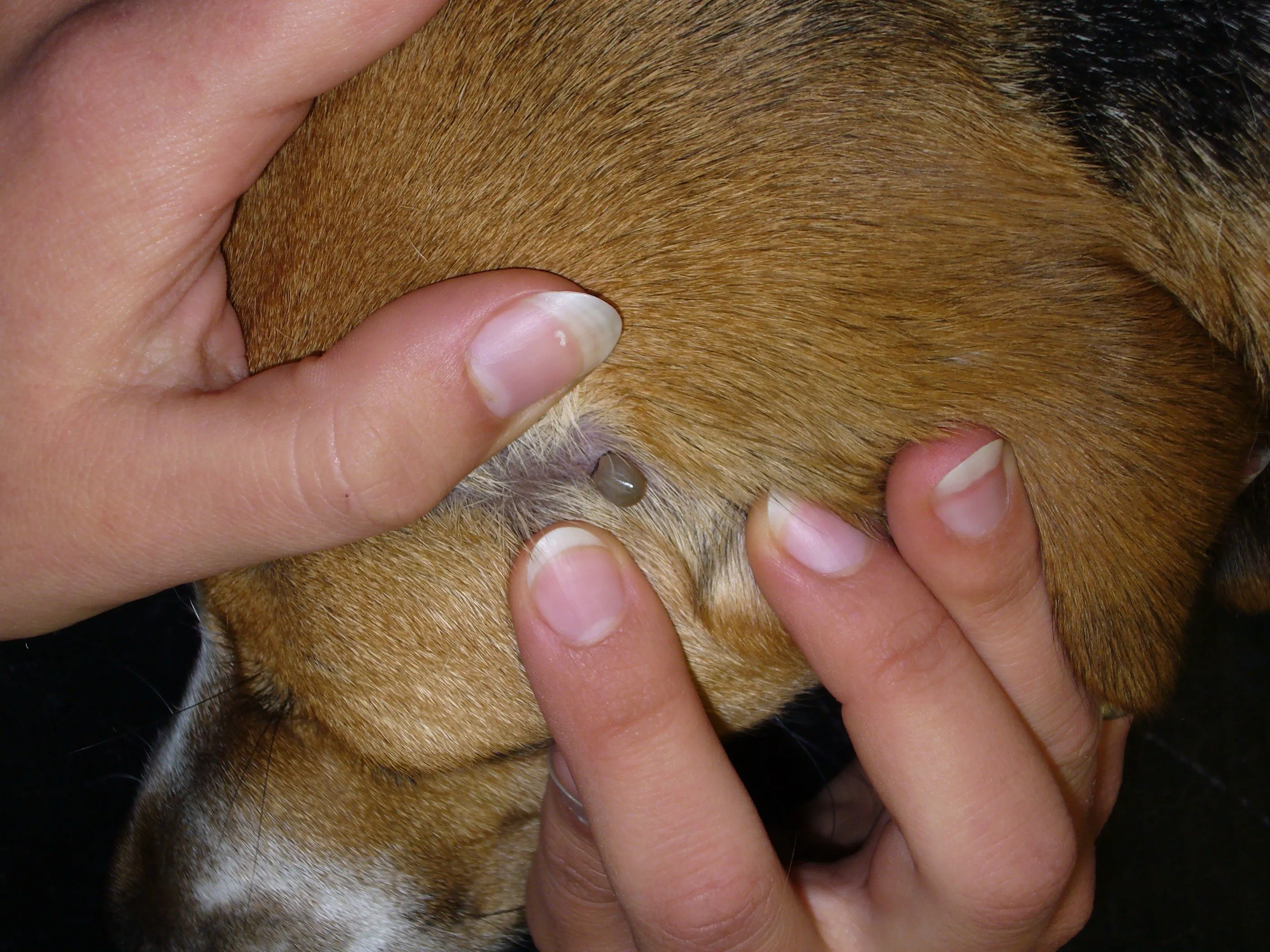 Шишка после прививки у щенка