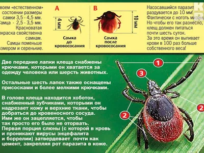 В Тверской области клещ кусает не со зла, он голодный после сна - KP.RU