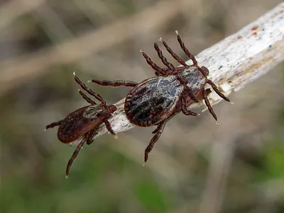 Клещ луговой (Dermacentor reticulatus)