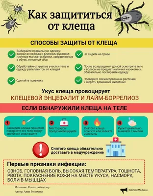 Как защититься от клещей. Инфографика - SakhalinMedia