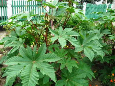 Клещевина обыкновенная (Ricinus communis)