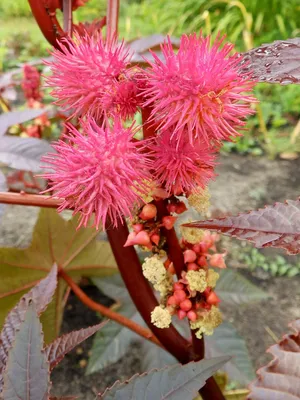 Клещевина обыкновенная (Ricinus communis L.)