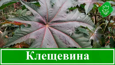 Клещевина: посадка и уход, выращивание из семян в открытом грунте, фото