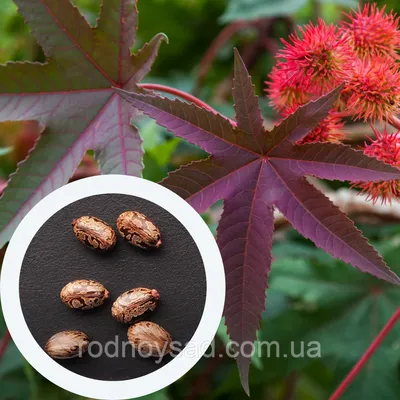 Клещевина рицина семена 20 шт Ricinus commúnis: продажа, цена в Запорожской  области. Семена и клубни трав и цветов от \