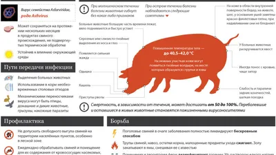 Территориальная администрация Дзержинского района мэрии города Ярославля -  Африканская чума свиней – особо опасная, острозаразная, вирусная болезнь. В  России впервые зарегистрирована в 2008 году. Вирус поражает диких и  домашних свиней всех пород