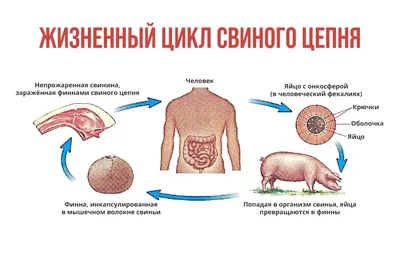 1 шт., клещи для кастрации крупного рогатого скота, коз, овец, бескровные  для кастрированных самцов, плоскогубцы, простые в использовании  ветеринарное оборудование | AliExpress