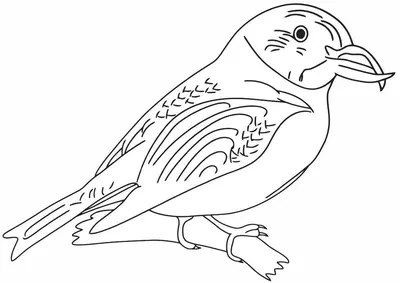 Раскраски Клест птица (37 шт.) - скачать или распечатать бесплатно #11867