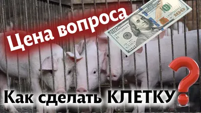 Какую систему навозоудаления в свинарнике выбрать, как самим ее правильно  сделать