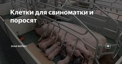 Три Милые Черные Свиньи Сидят За Металлическим Забором Клетки И Просят Пищи  Смешные Морды Носы Крупным Планом — стоковые фотографии и другие картинки  Домашняя свинья - iStock