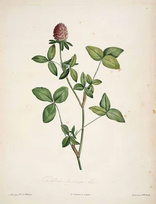 Клевер ботанический рисунок - 68 фото