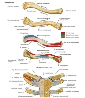 Ключица и грудино-ключичный сустав. Лопатка и плечевая кость: вид спереди и  сзади — Травмаорто