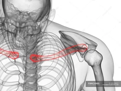 Ключица в прозрачном человеческом теле, компьютерная иллюстрация . —  Скелетная система, Анатомия человека - Stock Photo | #331048692