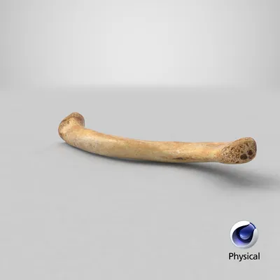 Настоящая человеческая ключица, кость, ключица 01 3D Модель $49 - .c4d .max  .obj .ma .fbx - Free3D