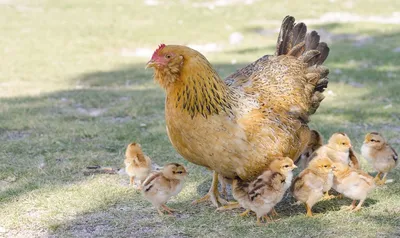 у курицы выпал яйцеток (не для слабонервных) как этого избежать+ причины -  YouTube