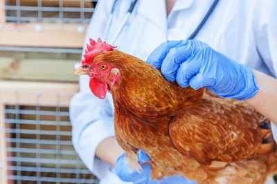 Болезни домашних кур: симптомы и лечение куриных заболеваний