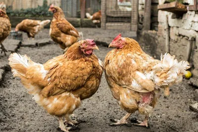 Как они оплодотворяются? 10 наивных вопросов о курицах и петухах - KP.RU