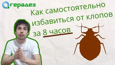 Как избавиться от клопов в квартире раз и навсегда: пошаговая инструкция с  советами