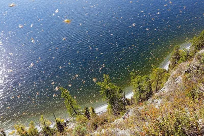 Массовый лет клопов на Телецком озере — Алтайский биосферный заповедник