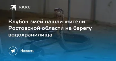 Целый клубок змей сняли на видео жители Карелии | ОБЩЕСТВО | АиФ Карелия