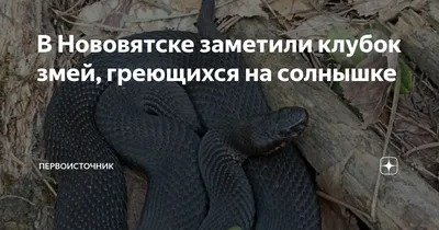 Клубок змей повстречался жителям Карелии на прогулке — пресмыкающихся холод  не смущает