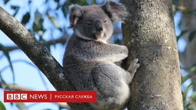 Коала на дереве на острове кенгуру в австралии перед лесным пожаром |  Премиум Фото