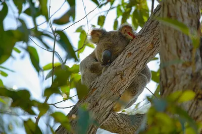 коала на дереве в тропическом лесу, коала лезет на дерево, коала, примат  фон картинки и Фото для бесплатной загрузки