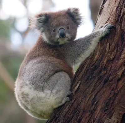 Коала На Дереве Эвкалипта Стоковые Фотографии | FreeImages