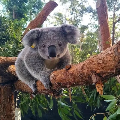 коала на дереве коала медведь на дереве Фото Фон И картинка для бесплатной  загрузки - Pngtree