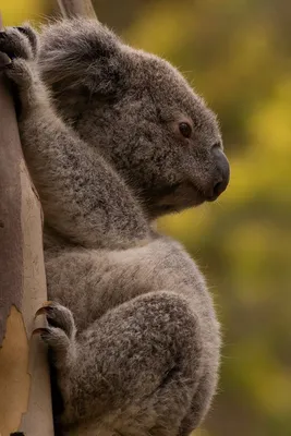 File:Koala climbing tree.jpg - Wikipedia