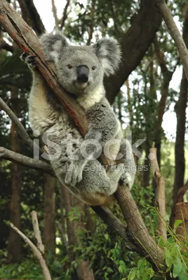 https://elements.envato.com/ru/koalas-rest-on-tree-branch-in-brand-new-enclosure--NN5H52C