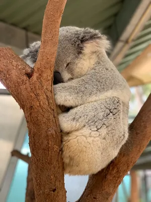 Коала на дереве, крупным планом, …» — создано в Шедевруме