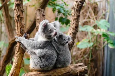 Коала на дереве с кустом стоковое фото ©lightpoet 49287621