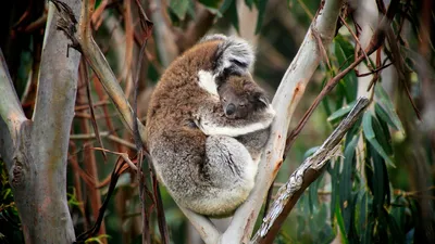 Feed koalas in their natural habitat! | Самые милые животные, Детеныши  животных, Коала