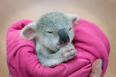 Обои Koala Животные Коалы, обои для рабочего стола, фотографии koala,  животные, коалы, детеныш, мать Обои для рабочего стола, скачать обои  картинки заставки на рабочий стол.