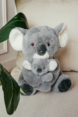 Милая коала. Cute koala. PNG. | Детеныши животных, Самые милые животные,  Милые каракули