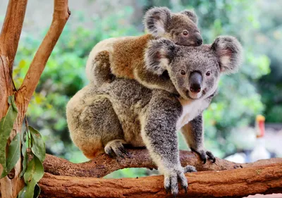 Pin by Feddie de Graaf on Koalas | Koala, Koala bear, Koalas