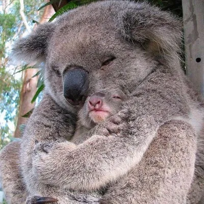 Koalabay on Instagram: “KOALAS BRING TENDERNESS TO THIS WORLD 🌍 #koala  #koalas” | Cute baby animals, Koala, Cute animals